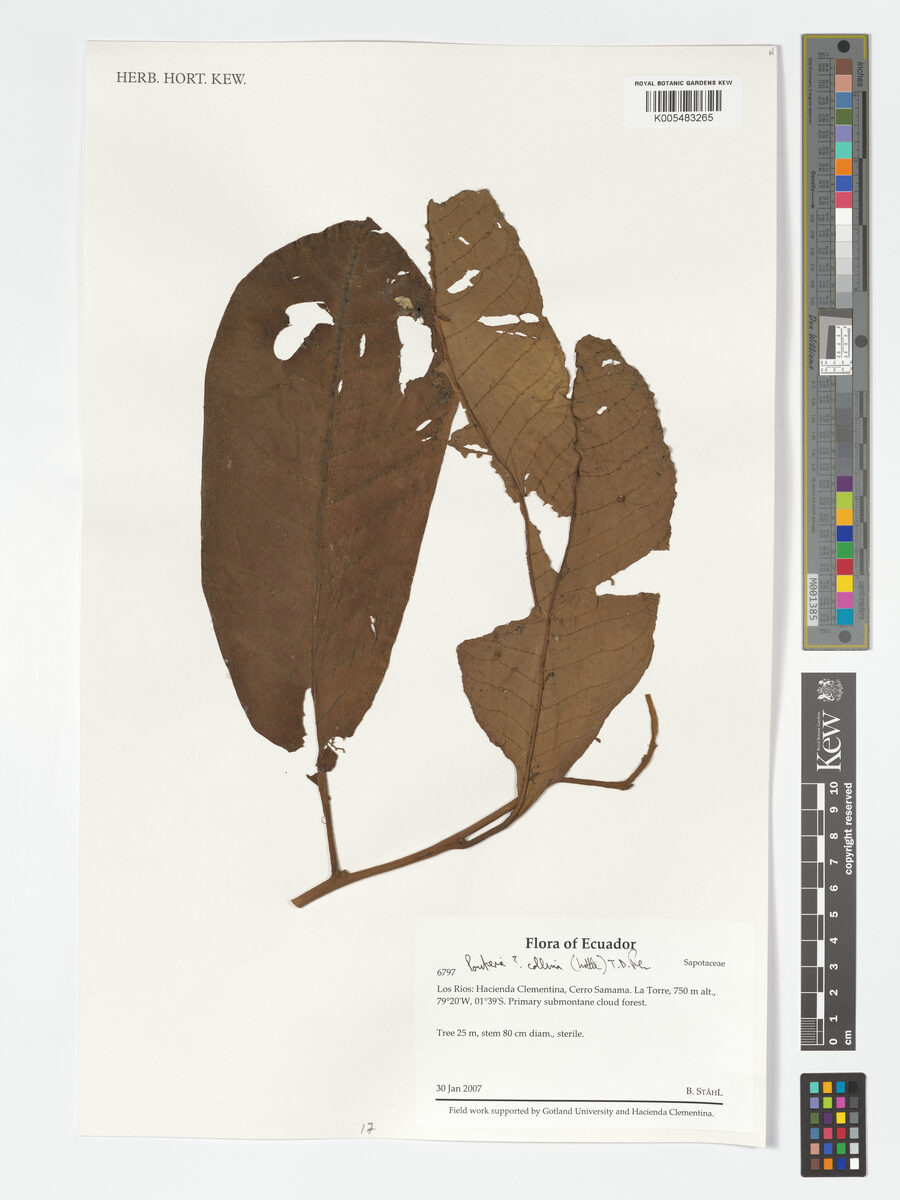 Pouteria collina (Caimitillo) — photo