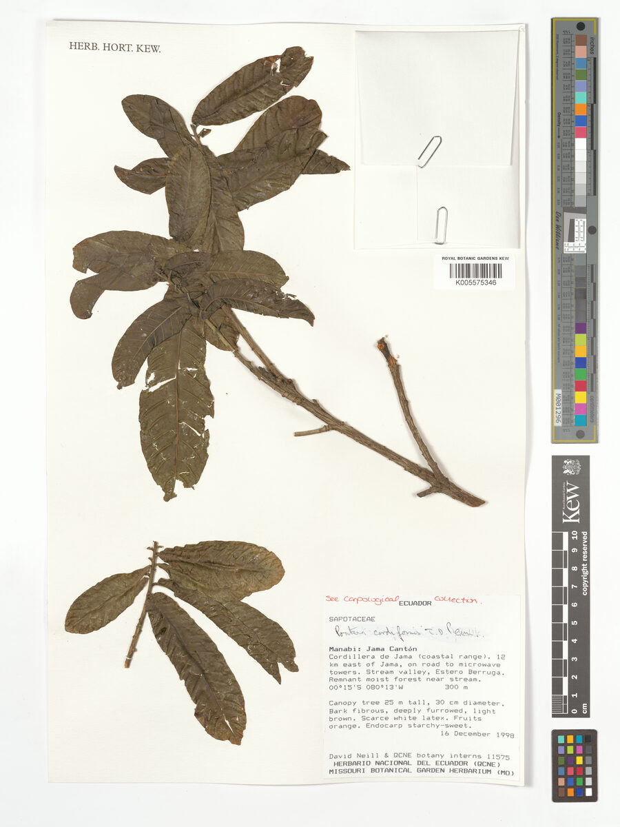 Pouteria cordiformis (Heartshaped pouteria) — photo