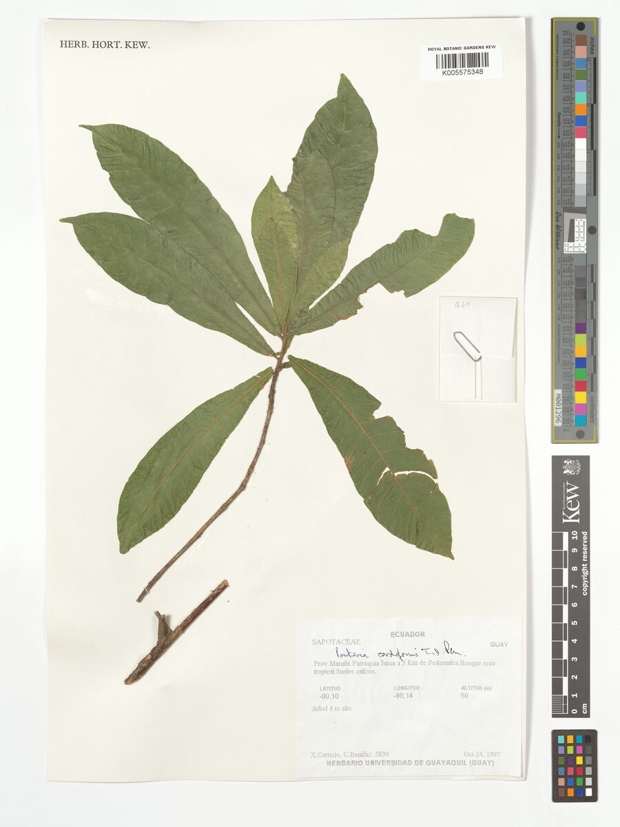 Pouteria cordiformis (Heartshaped pouteria) — photo