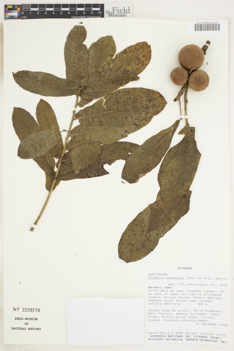 Pouteria cordiformis