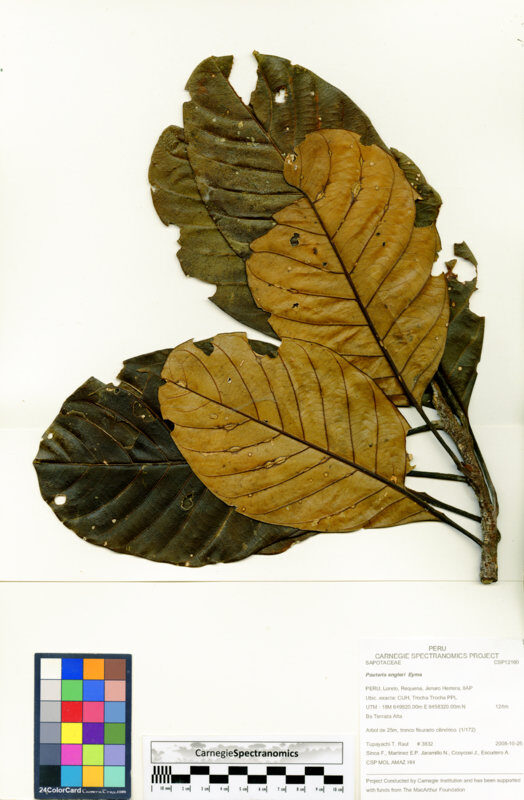 Pouteria engleri — photo