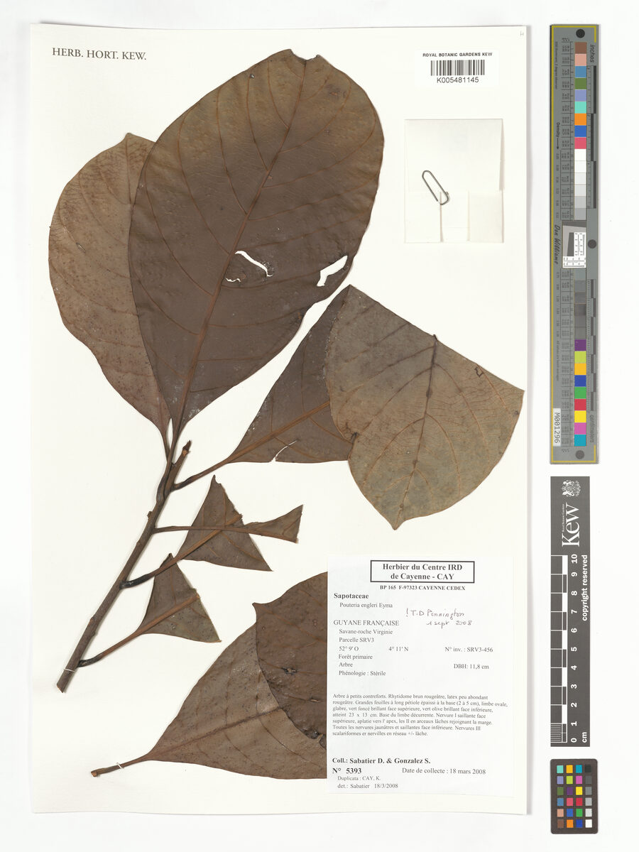 Pouteria engleri — photo