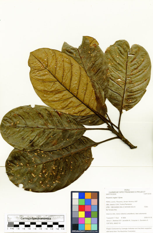 Pouteria engleri