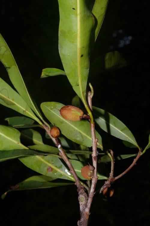 Pouteria gomphiifolia (Abiurana de baixo) — photo