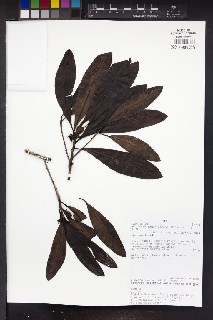Pouteria gomphiifolia (Abiurana de baixo) — photo
