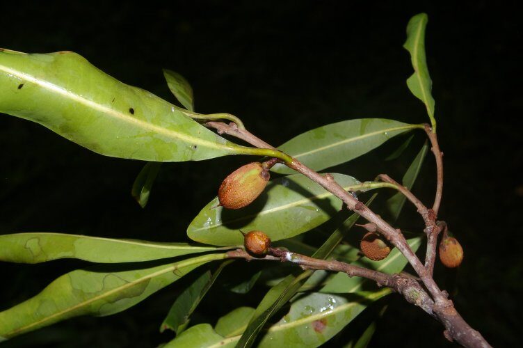 Pouteria gomphiifolia