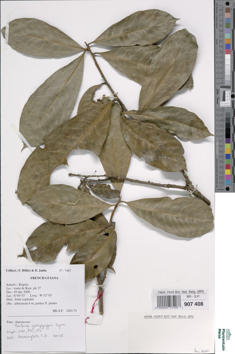 Pouteria gongrijpii