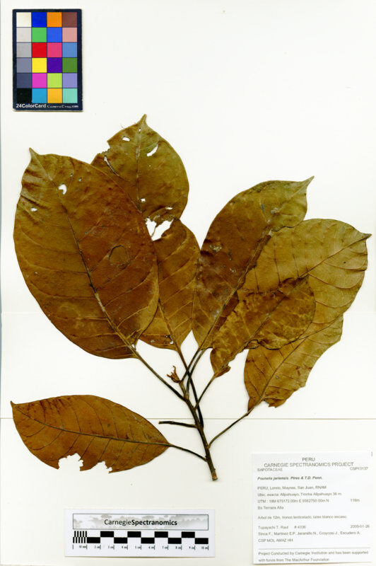 Pouteria jariensis (Abiu) — photo