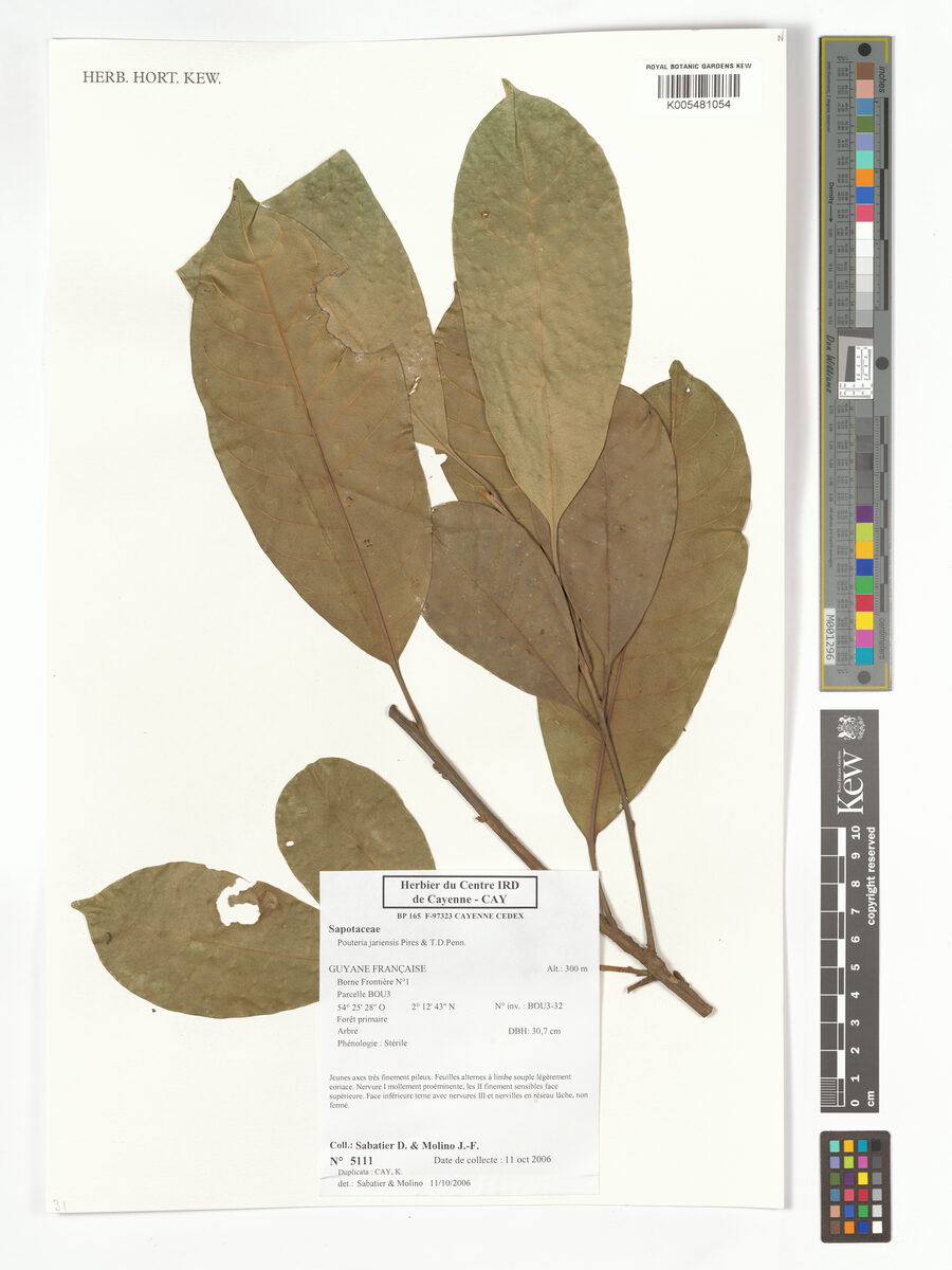 Pouteria jariensis (Abiu) — photo