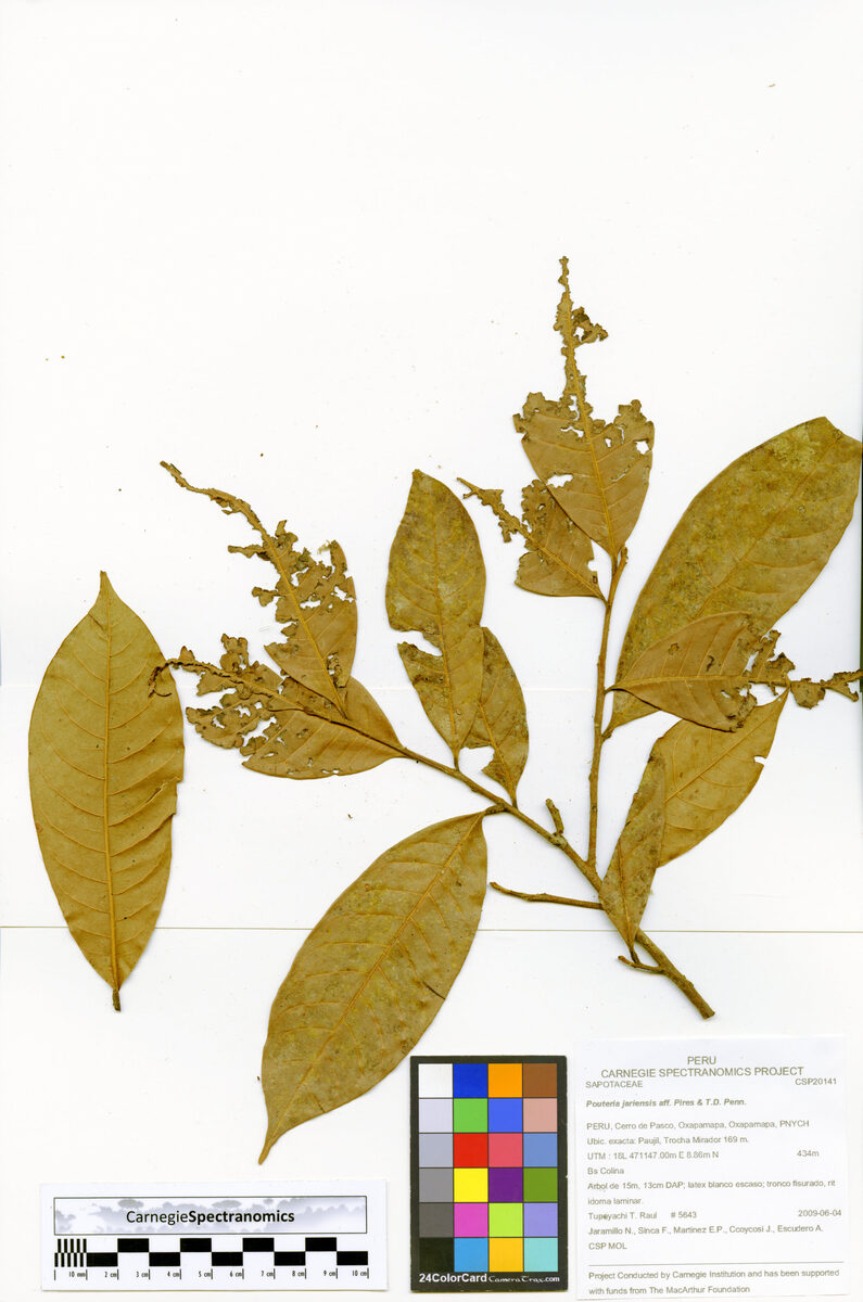 Pouteria jariensis