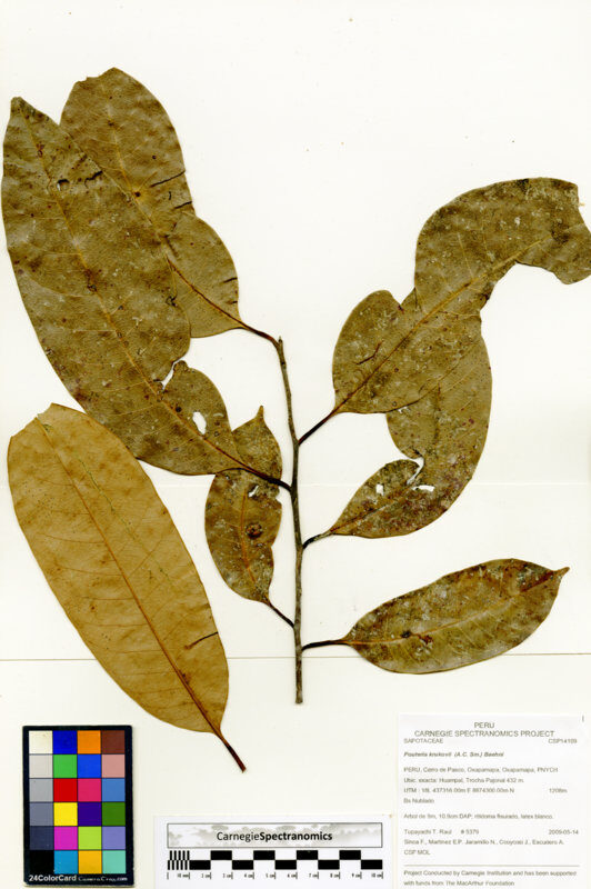 Pouteria krukovii (Krukoff pouteria) — photo