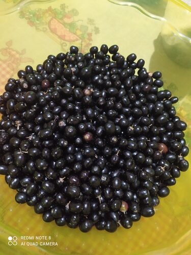 Pouteria ramiflora (Macaranduba) — photo