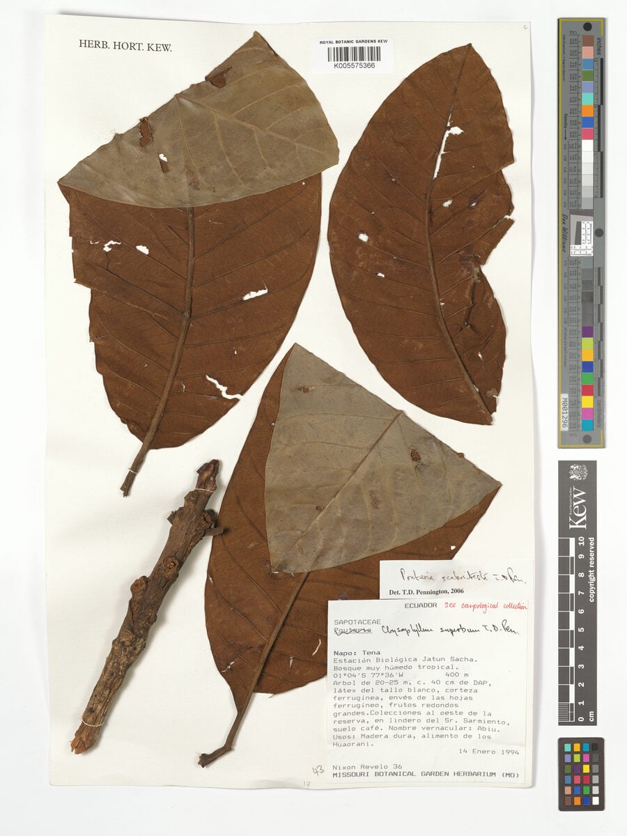 Pouteria scabritesta — photo