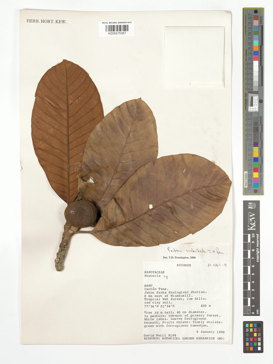 Pouteria scabritesta — photo