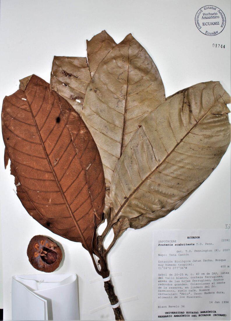 Pouteria scabritesta