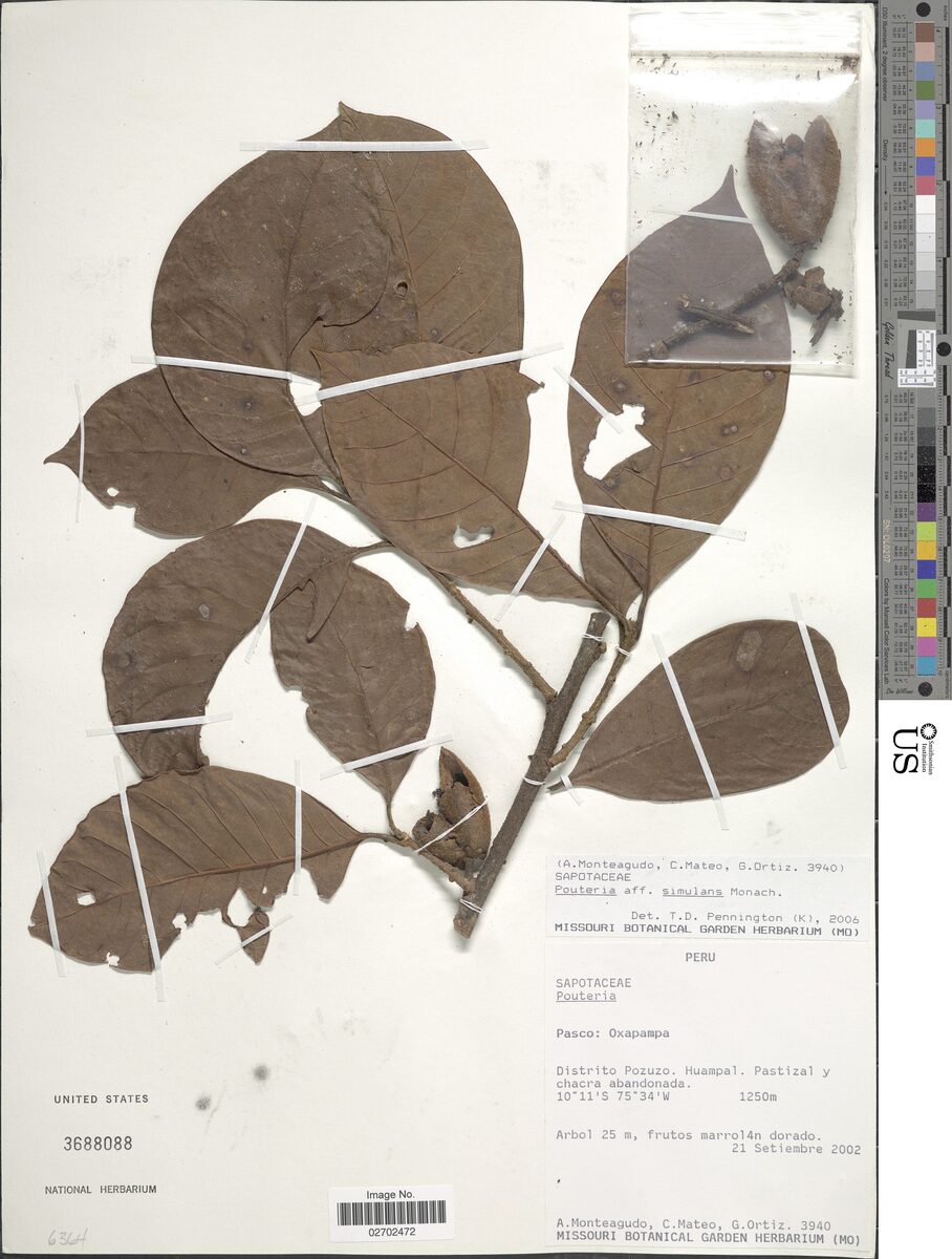 Pouteria simulans (Trompillo) — photo