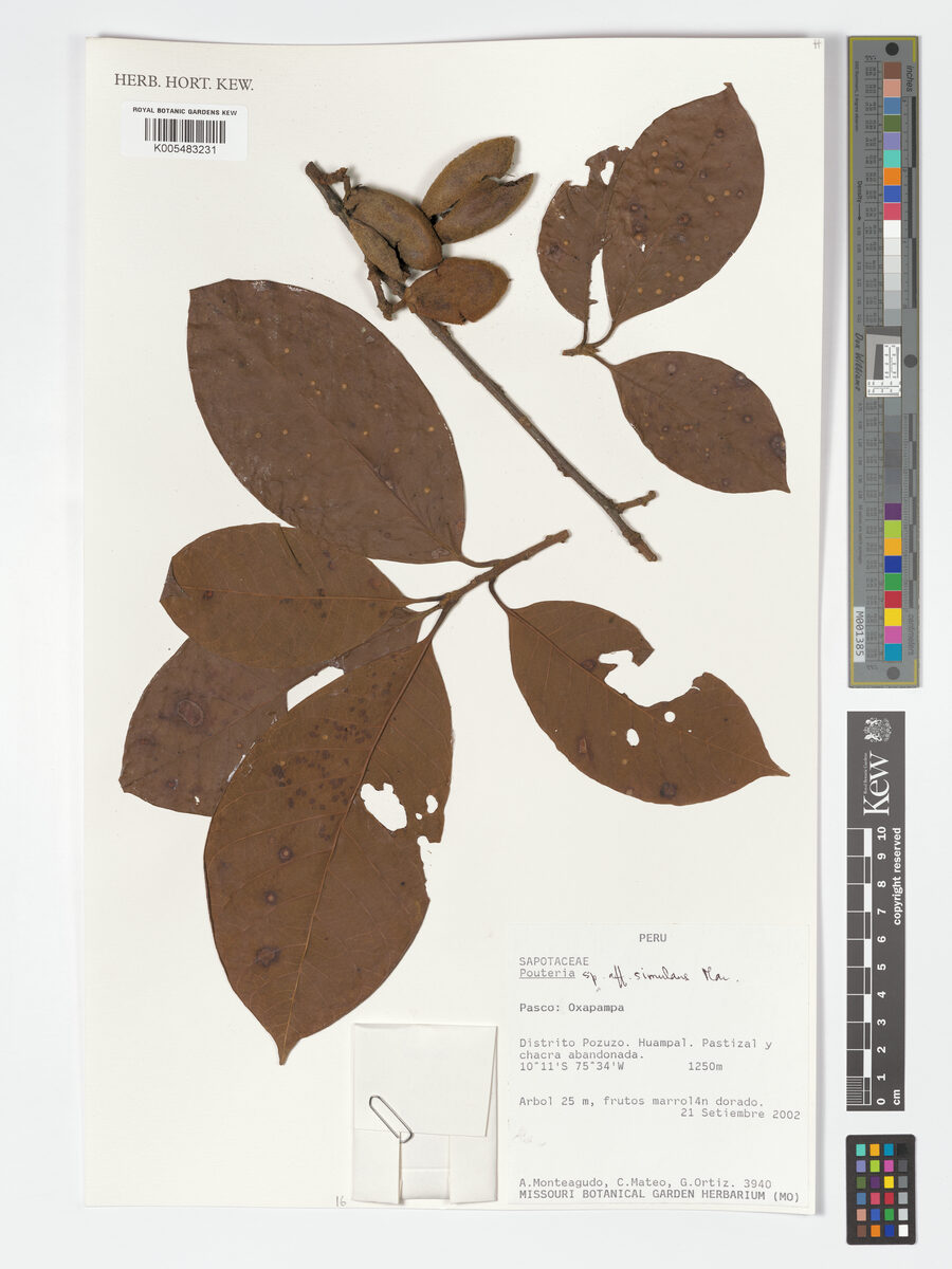 Pouteria simulans (Trompillo) — photo