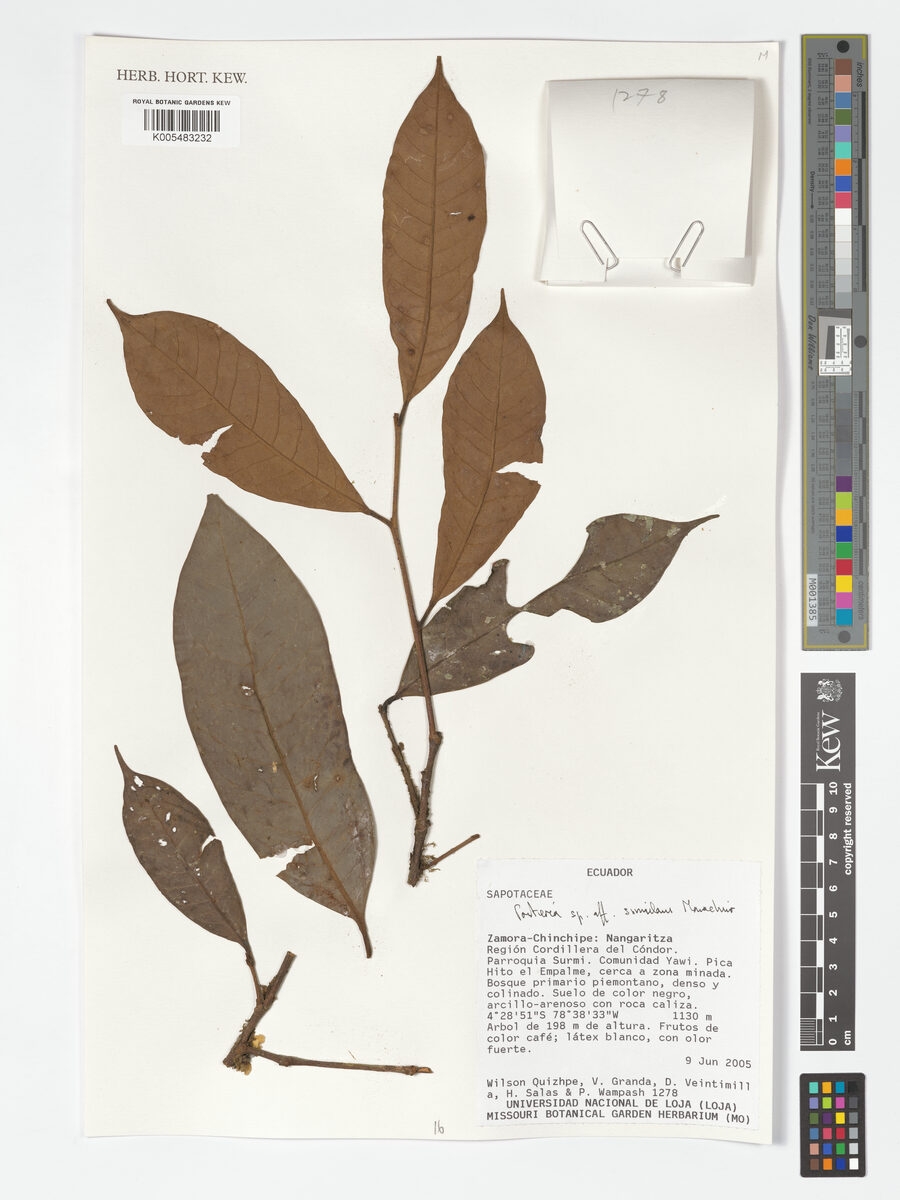 Pouteria simulans