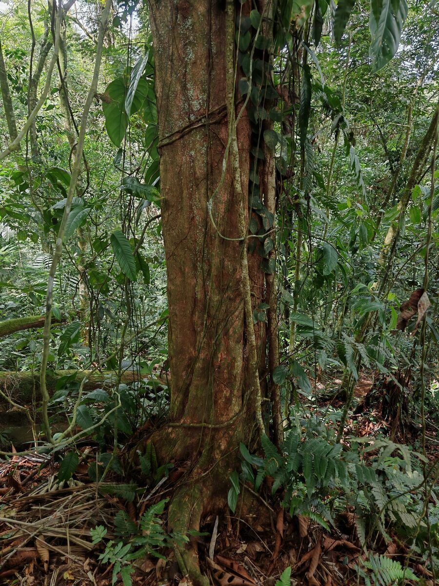 Pouteria torta subsp. tuberculata (Tuberculate twisted pouteria) — photo