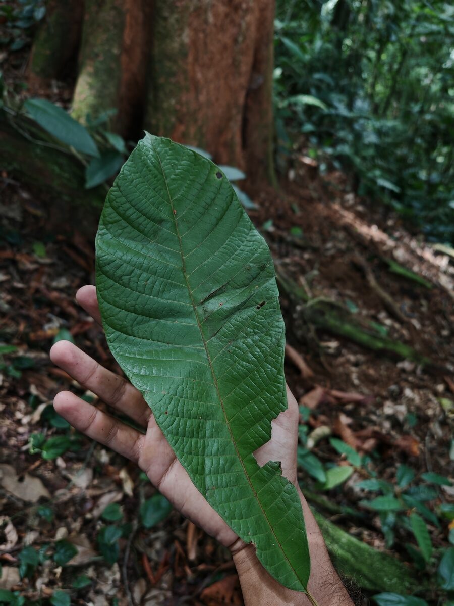 Pouteria torta subsp. tuberculata (Tuberculate twisted pouteria) — photo