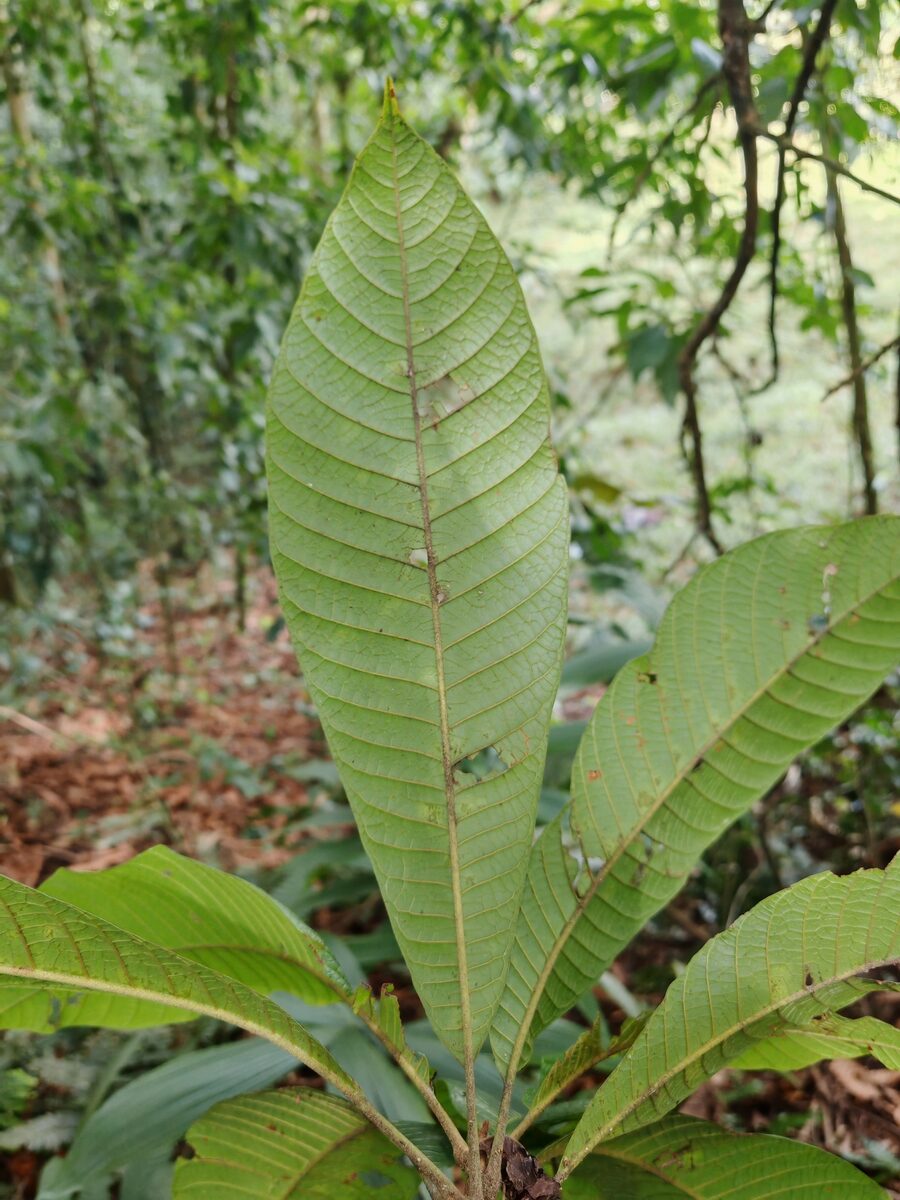 Pouteria torta subsp. tuberculata