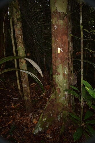 Pouteria ucuqui