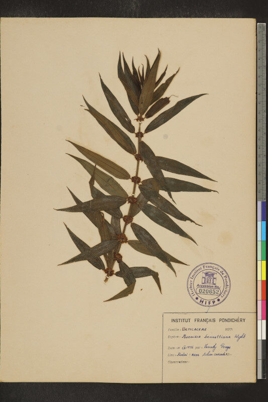Pouzolzia bennettiana — photo