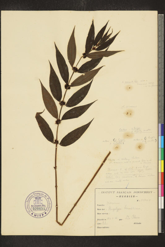 Pouzolzia bennettiana — photo