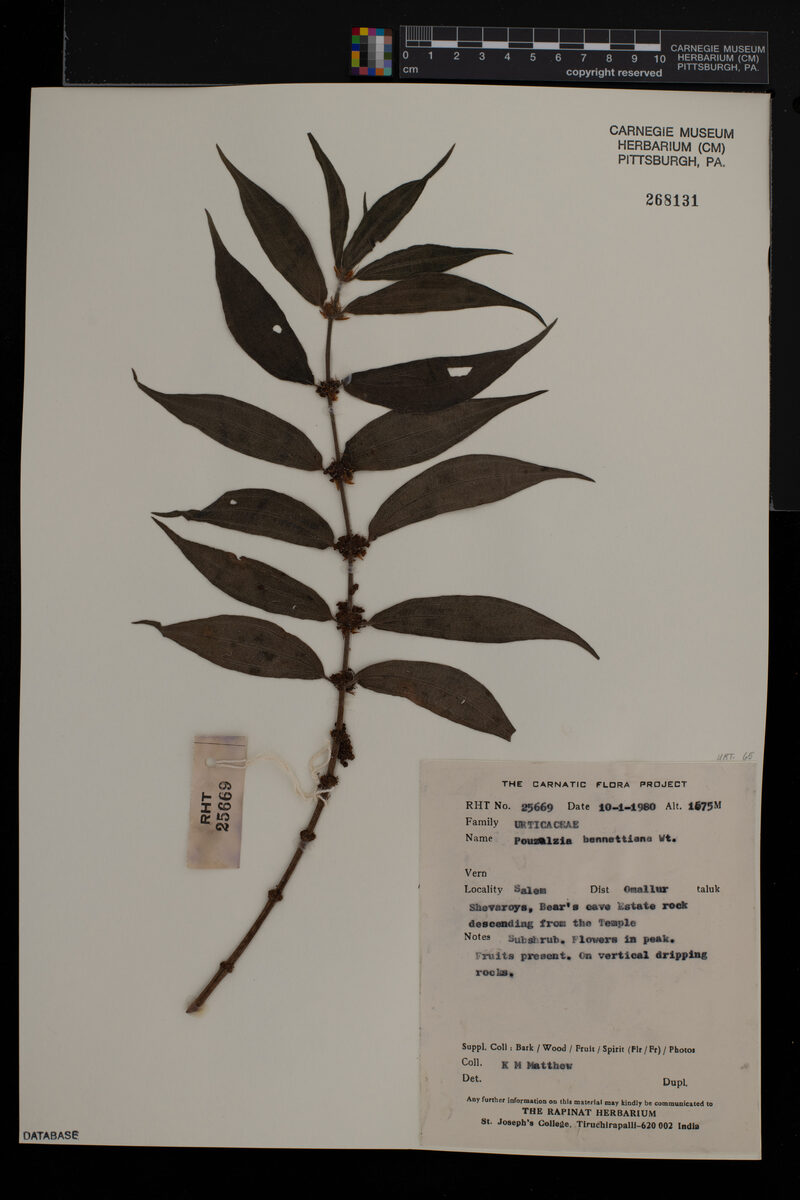 Pouzolzia bennettiana