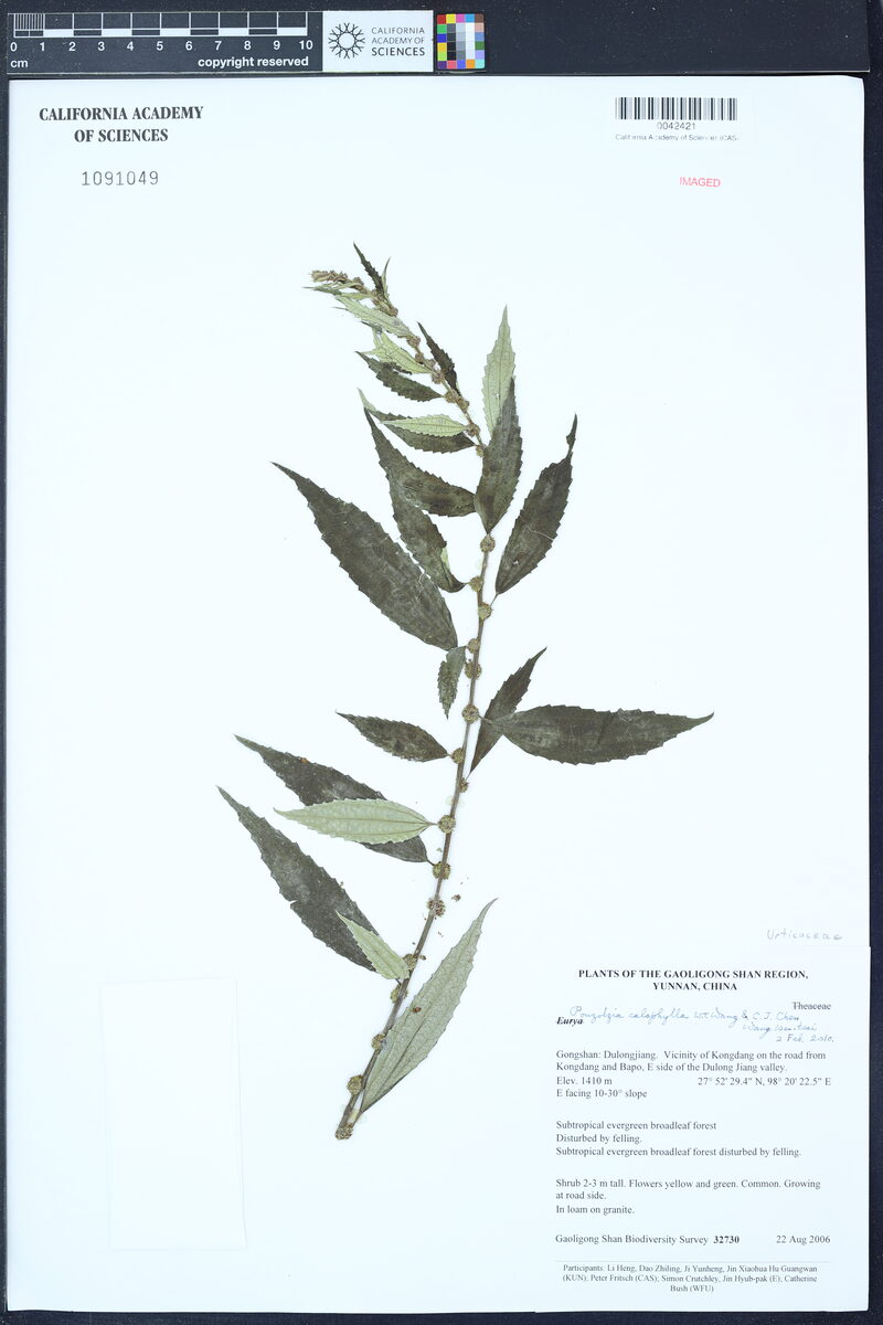Pouzolzia calophylla — photo