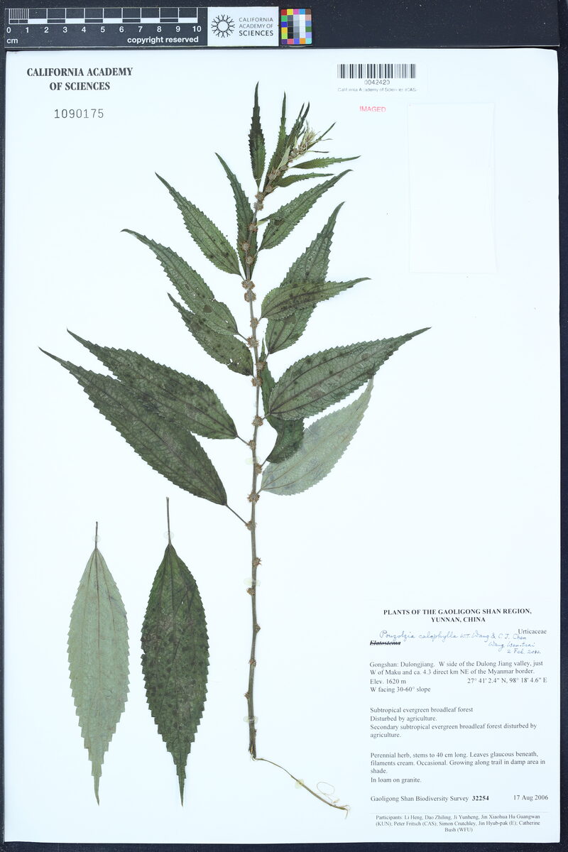 Pouzolzia calophylla — photo