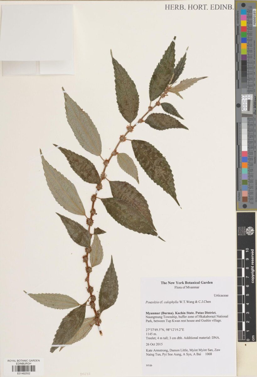 Pouzolzia calophylla
