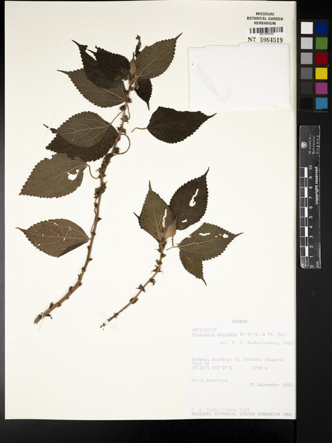 Pouzolzia denudata — photo