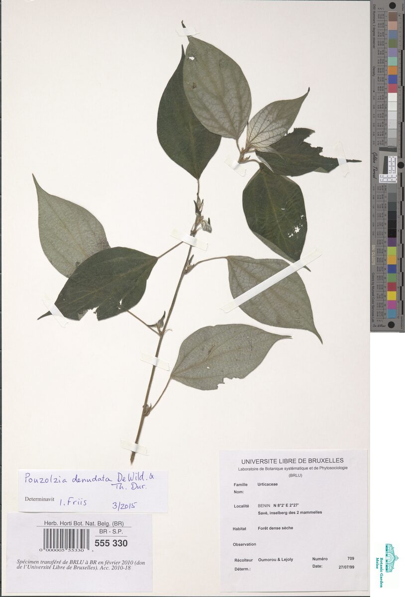 Pouzolzia denudata — photo
