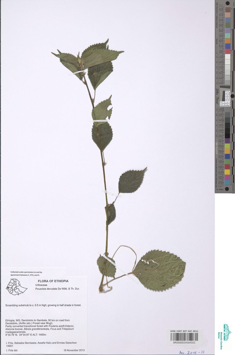 Pouzolzia denudata