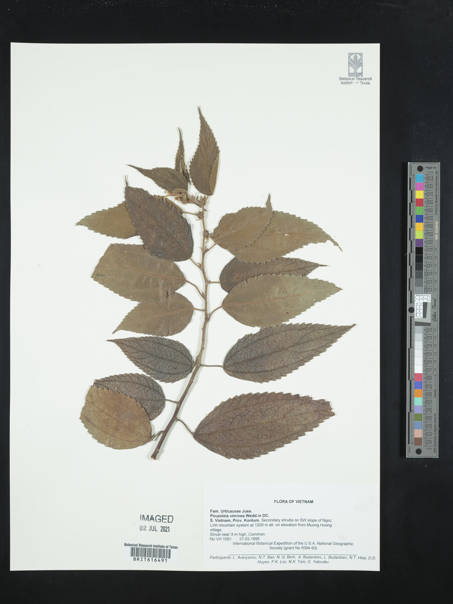 Pouzolzia viminea