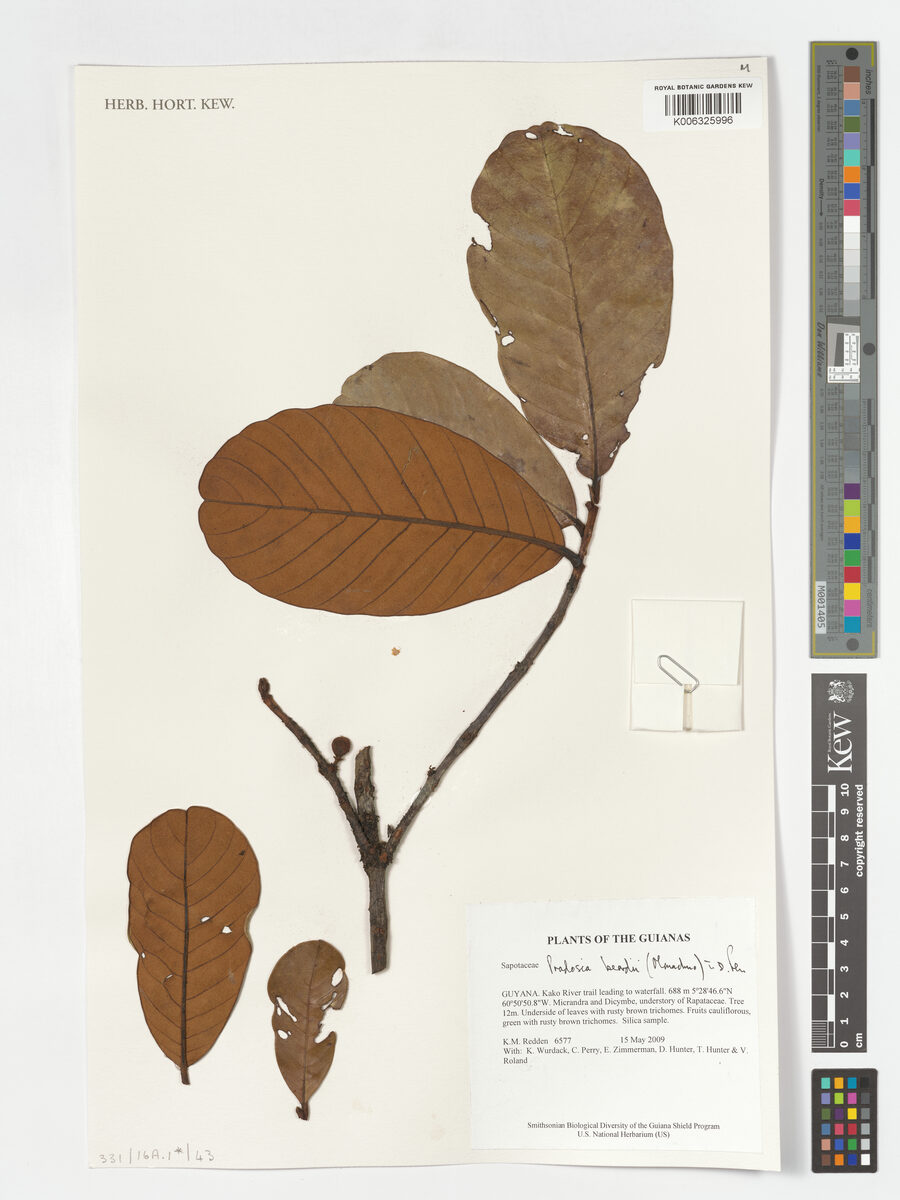 Pradosia beardii (Beard pradosia) — photo