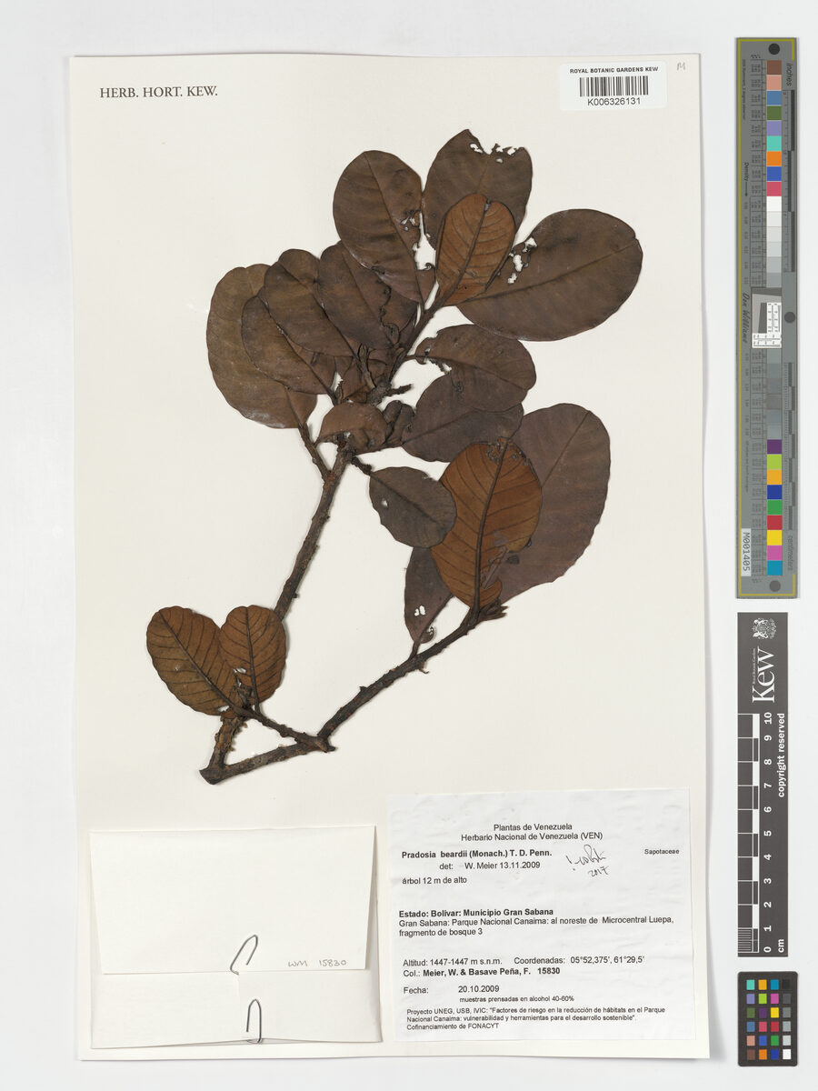 Pradosia beardii (Beard pradosia) — photo