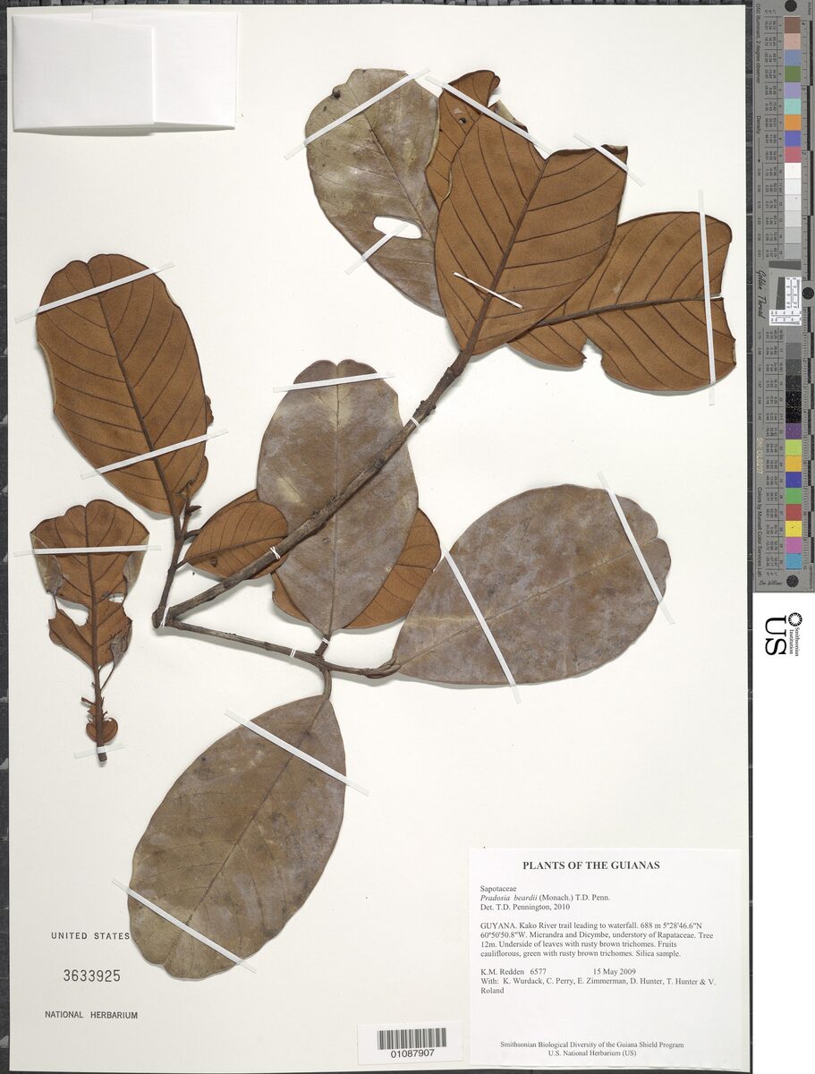 Pradosia beardii