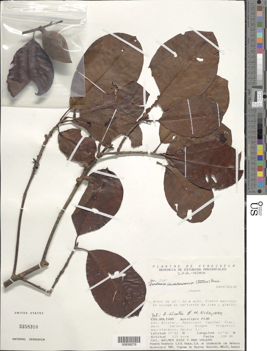 Pradosia caracasana — photo