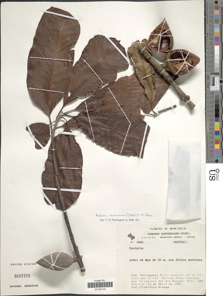 Pradosia caracasana — photo