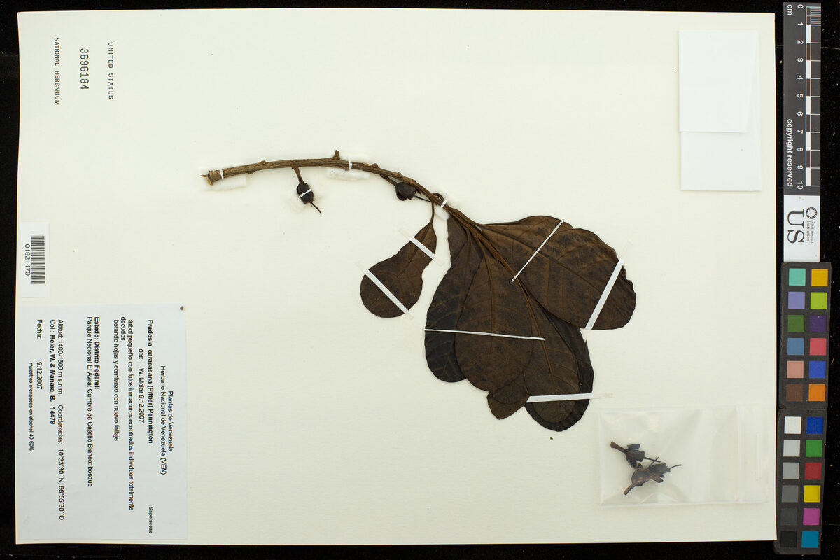 Pradosia caracasana