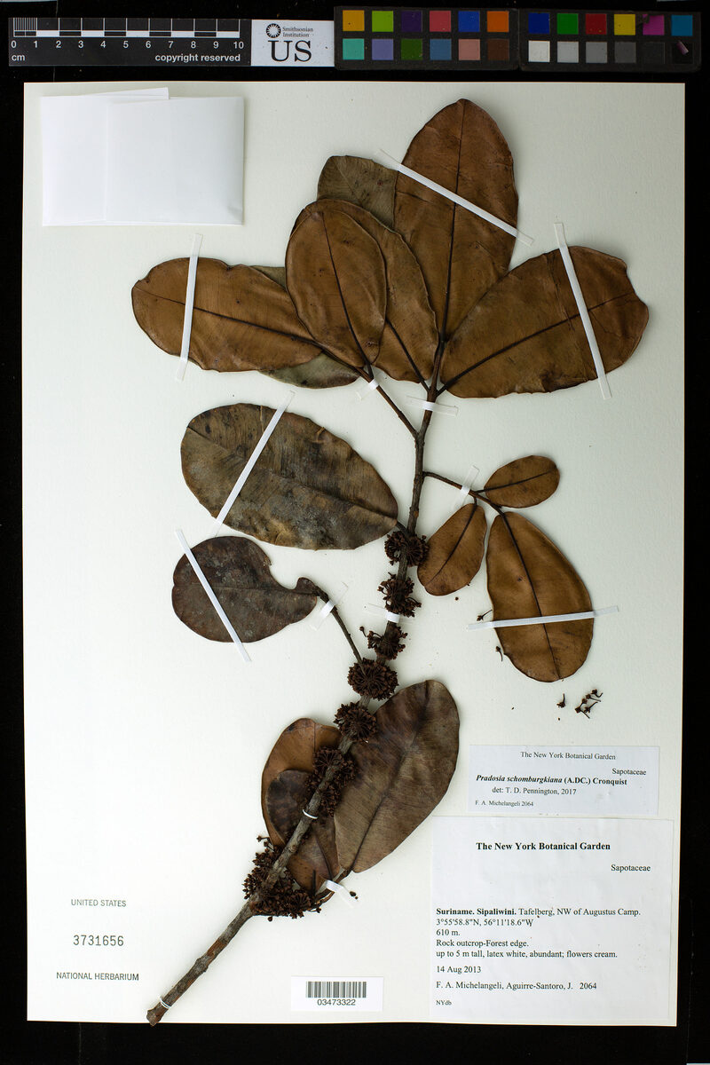 Pradosia schomburgkiana (Schomburgk pradosia) — photo