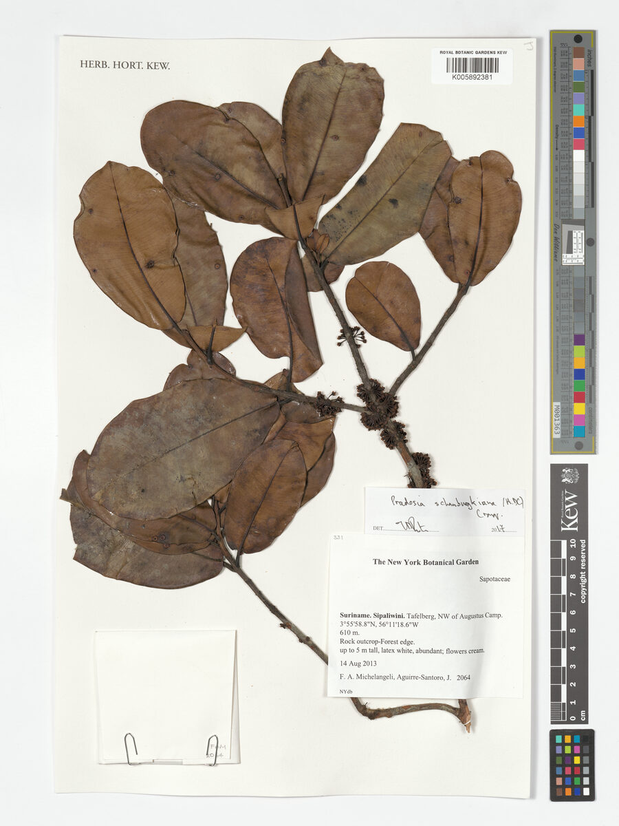 Pradosia schomburgkiana (Schomburgk pradosia) — photo