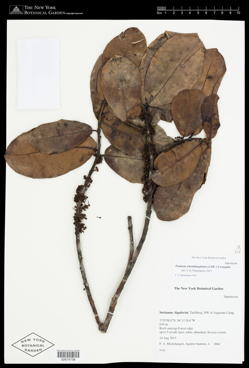 Pradosia schomburgkiana