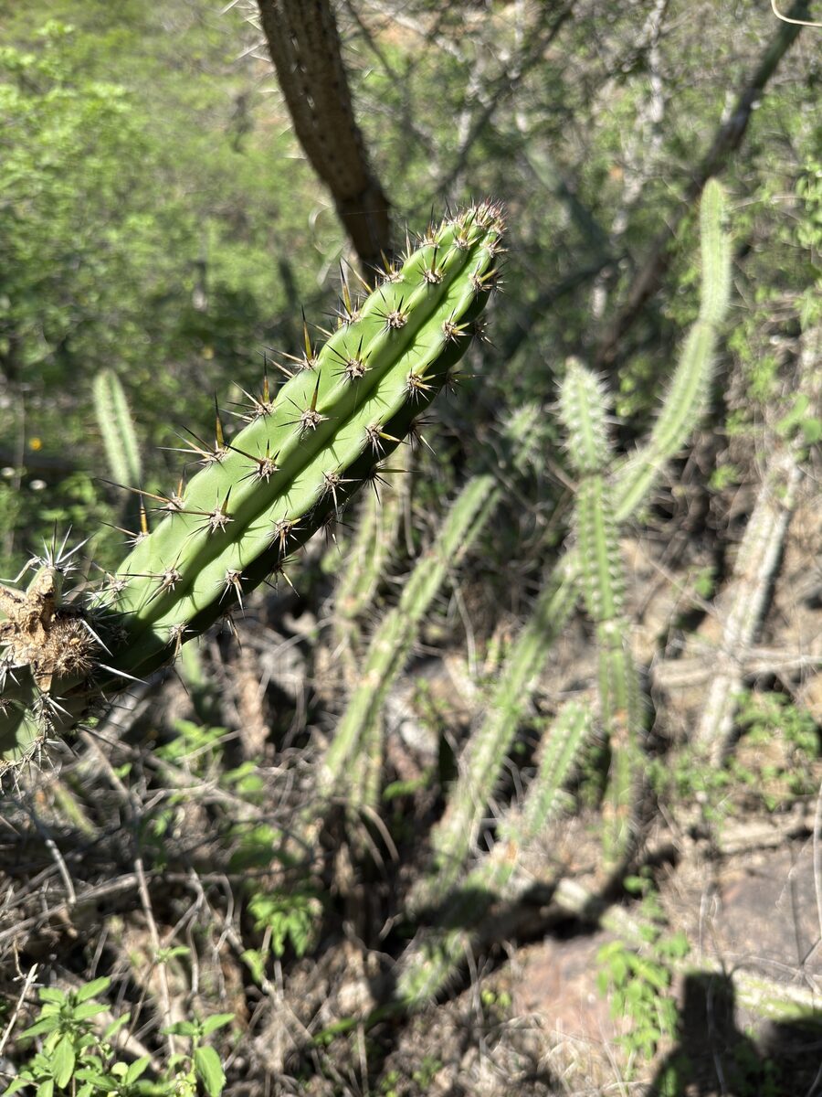 Praecereus euchlorus subsp. diffusus (Cardo rastero) — photo