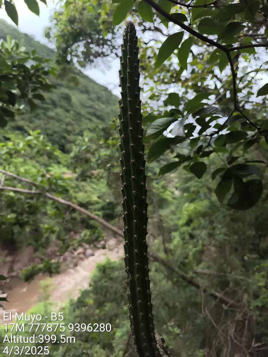 Praecereus euchlorus subsp. diffusus (Cardo rastero) — photo