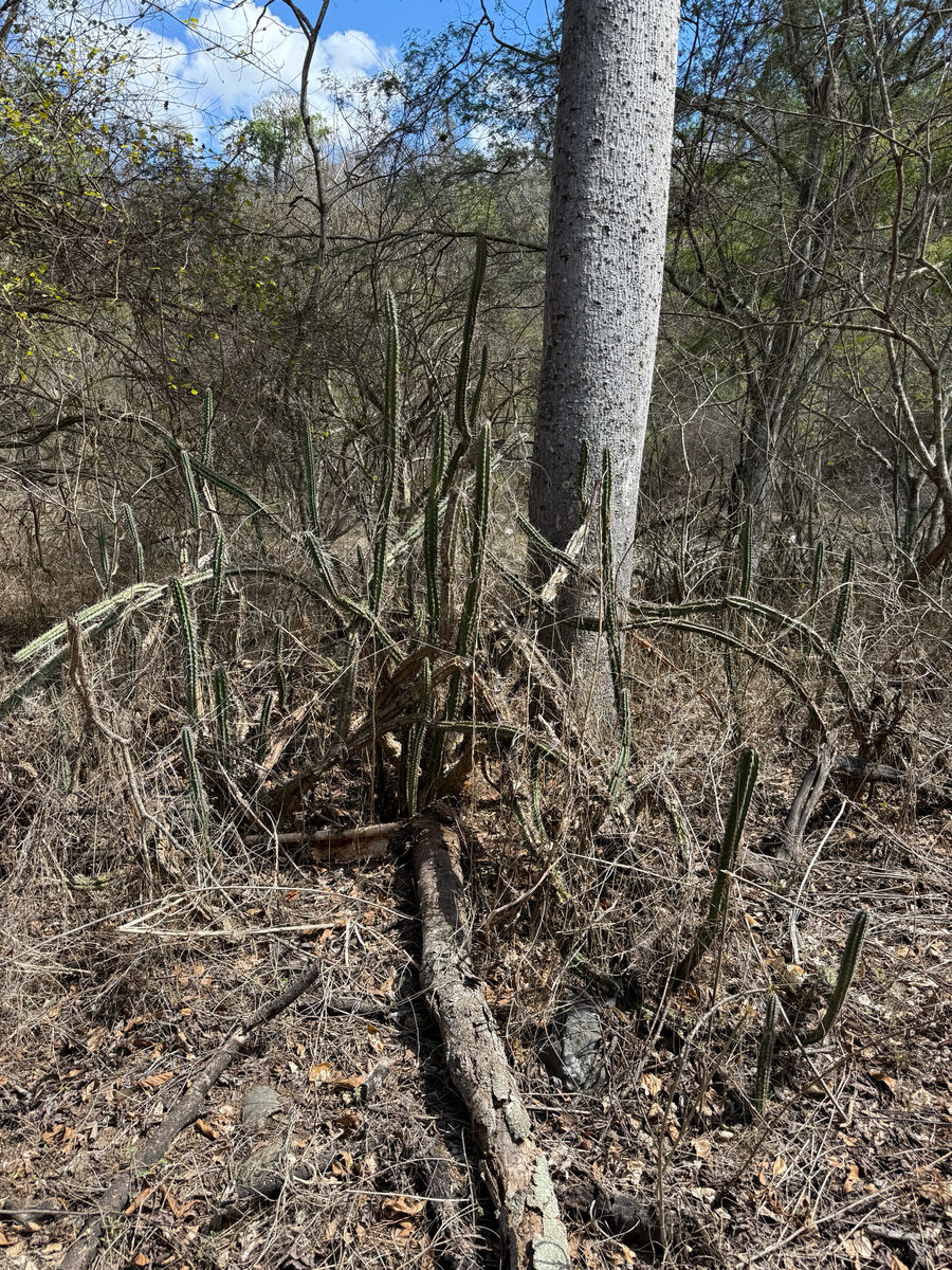 Praecereus euchlorus subsp. diffusus