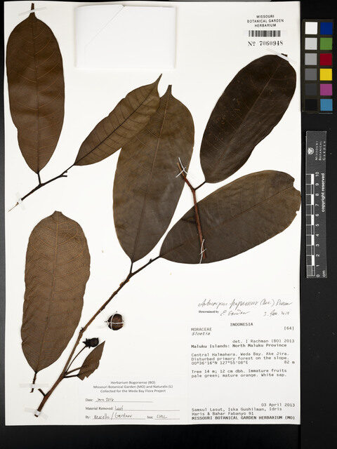 Prainea limpato subsp. papuana — photo