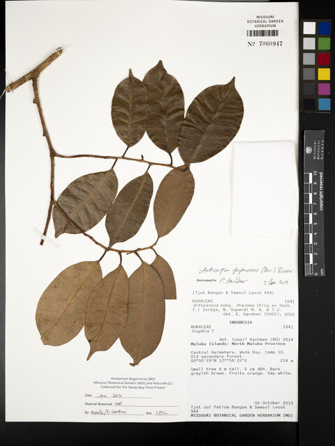 Prainea limpato subsp. papuana — photo